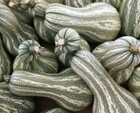Green Striped Cushaw Pumpkin Seeds 10 Squash Gourd Vegetable Fast Shipping - $8.99