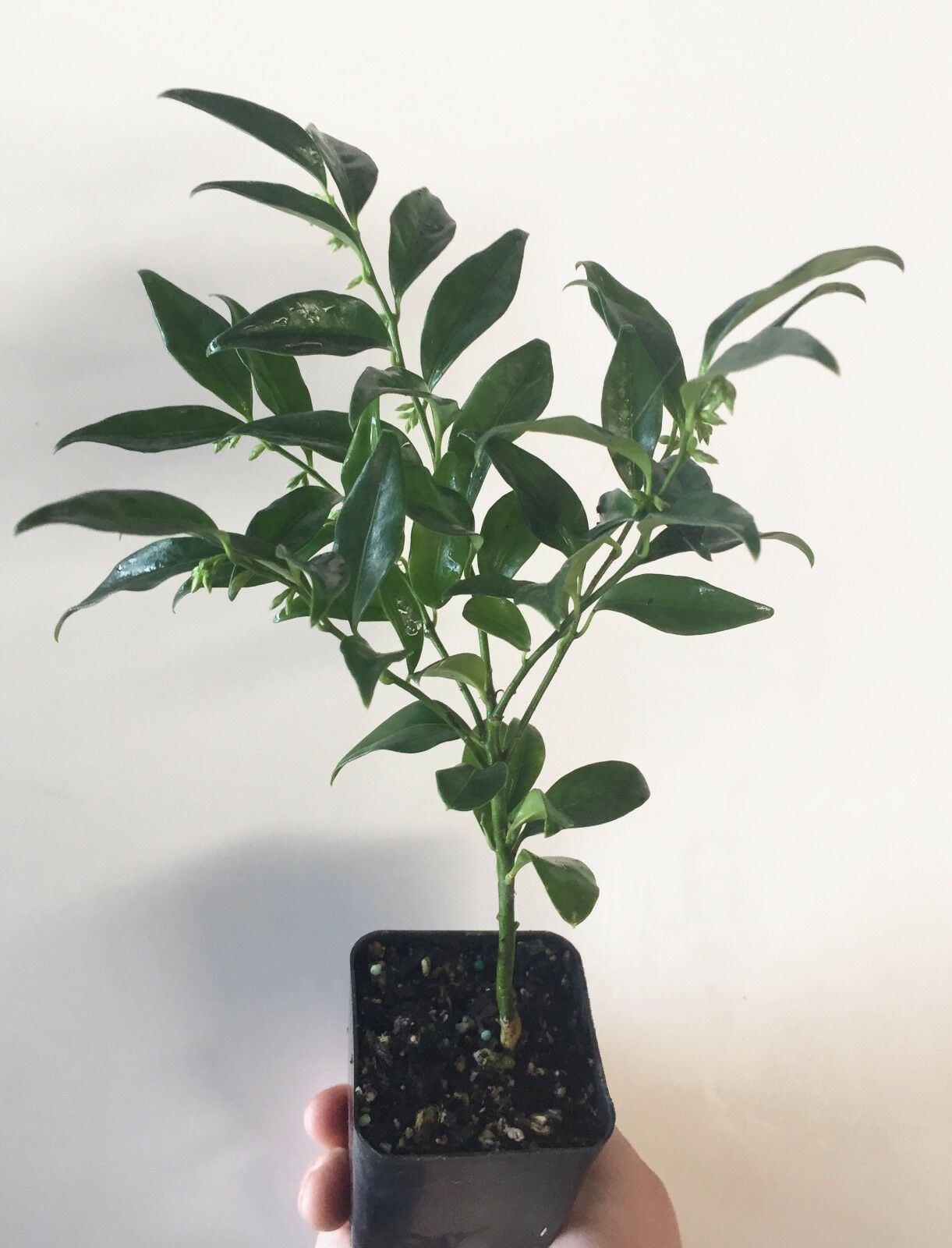 4 Sarcococca ruscifolia, Very Fragrant Late Winter Flowers  - 3" to 6" Tall - $34.90