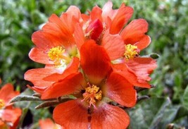 Scarlet Globemallows Sphaeralcea Coccinea 7 Seeds Fresh Garden USA SELLER - £13.16 GBP