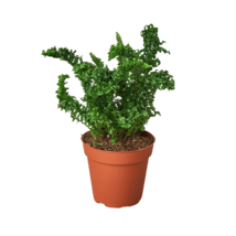 &#39;Emina&#39; Fern - 4&quot; Pot - $528.89 MXN