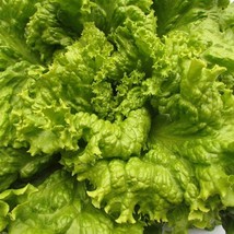 Black Seeded Simpson Lettuce 200 Seeds Fast Shipping - $11.34