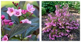 Hot Pink, SONIIC BLOOM WINE Weigela - Everblooming - 4&quot; Pot - £40.61 GBP