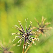 Bidens Pilosa Seeds Pack - 100 Organic Wildflower Seeds for Gardening Enthusiast - £6.01 GBP