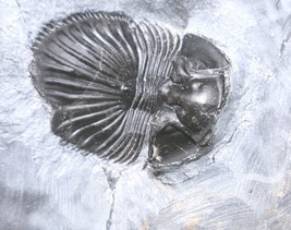 Rare 2&quot; Thysanopeltis Trilobite Fossil, Authentic Devonian Morocco Specimen - $143.55