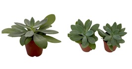 Senecio - Mountain Glory Succulent Plant - 2 Pack in 2&quot; Pots - £27.52 GBP