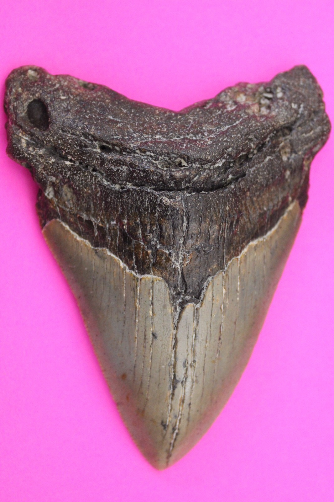 Authentic Megadolon Shark Tooth 4.03 Inches 122 Grams Fossil Dino Girl C... - $120.99