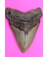 Authentic Megadolon Shark Tooth 4.03 Inches 122 Grams Fossil Dino Girl C... - $120.99