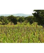 RARE ENDANGERED Dagbon Grey Millet Seeds Extremely Rare Endangered Plant... - $4.95