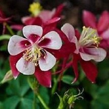 25 Red Star Aquilegia Columbine Perennial Flower Seeds US Seller Fast Sh... - £7.35 GBP