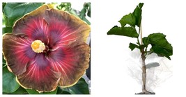 Hibiscus Cajun Color Smauge, Starter Plant Garden - £43.09 GBP