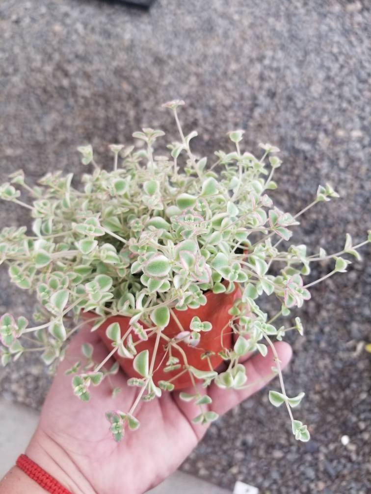 Sedum Little Missy (4&quot; pot) - $10.99