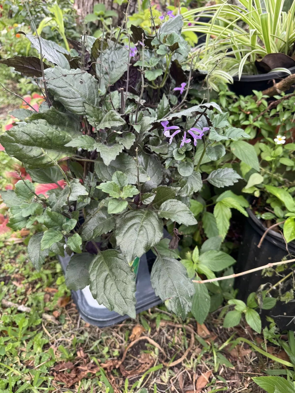 Mona Lavender Plant - $23.57