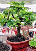 FROM USA 10 Tamarind Tree Seeds Tamarindus indica Tropical Fruit Flower Plant, B - $11.45