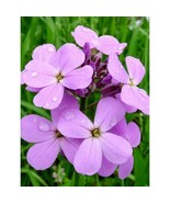Dames Rocket Purple Flowering Perennial Garden 1000 Seeds - £4.19 GBP