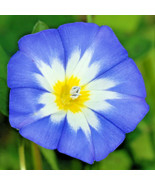 BRN 2 000 Dwarf Morning Glory Seeds Blue Flash Convolvulus Tricolor Annu... - $100.08