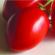 Grushovka Tomato Seeds (((25 Seed Packet))) (More Heirloom, Organic, Non GMO, Ve - £3.74 GBP