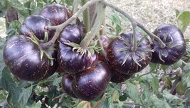 Black Striped Tomato Organic 100 Seeds Beautiful - $12.11