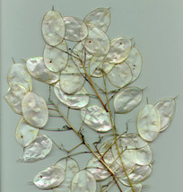 100 Seeds Lunaria Biennis ( Money Plant / Silver Dollar / Honesty ) Flower  - $9.68
