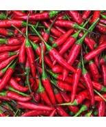 Thai Hot Pepper Seeds Seed Store - £7.80 GBP