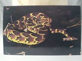 Black Hil Look S Reptile Gardens Postcard Rapid City, South Dakota Puff ... - £3.02 GBP