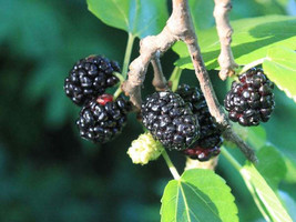 Free Shipping Morus Nigra Black Mulberry Toot Tree 10 Seeds - £14.11 GBP
