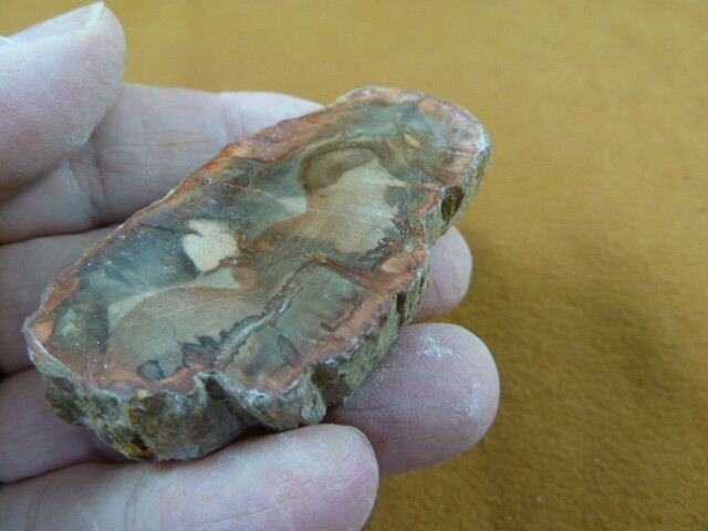 R805-34) genuine fossil Petrified Wood slice specimen Madagascar organic... - $15.99