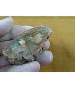 R805-34) genuine fossil Petrified Wood slice specimen Madagascar organic... - $15.99
