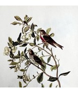 Common Redpoll Bird Lithograph 1950 Audubon Antique Art Print Finches DWP6A - $29.99