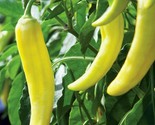Sweet Banana Pepper Seeds 50 Sweet Mild Taste Culinary Cooking Fast Ship... - $8.99