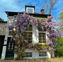 Blue Rain Wisteria seeds, gift for him her mom dad teacher home garden d... - $13.62 CAD