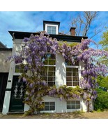 Blue Rain Wisteria seeds, gift for him her mom dad teacher home garden d... - $13.60 CAD