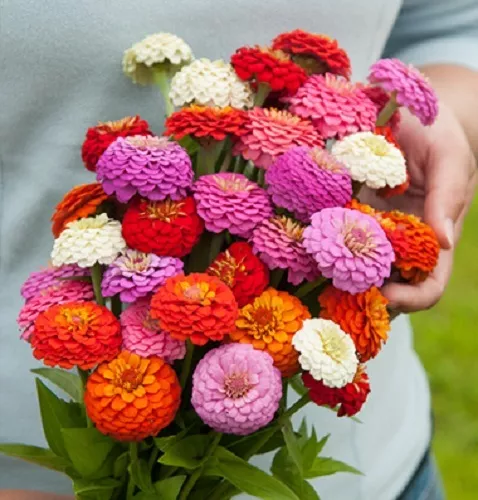 50+ ZINNIA OKLAHOMA MIX FLOWER SEED MIX / LONG LASTING ANNUAL / DEER RES... - $10.16