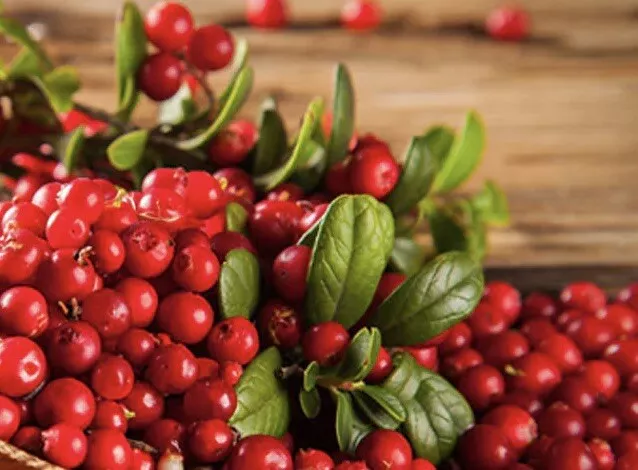 50+ Cranberry Seeds (Vaccinium Macrocarpon)  - €3,01 EUR