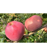 SYR 25 Wolf River Apple Seeds Fast Growing - $13.04