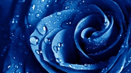 Wet drops blue rose 1600x900 thumb200