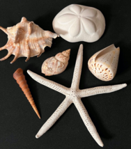 Sea Shells Small Lambis Spider Conch, Starfish, Sea Biscuit, Unusual Conch - £16.23 GBP