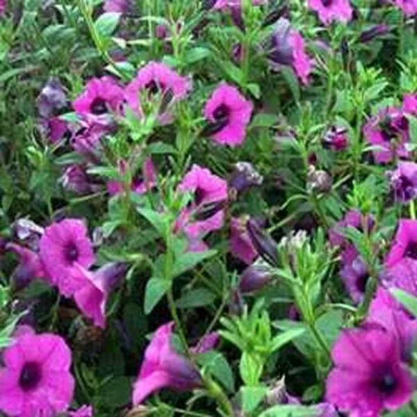 Petunia Wild Violacea 100 Fresh Seeds - £10.71 GBP