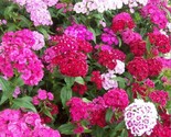 Sweet William Flower Seeds 500 Mixed Colors Reds Pink Purple White Bienn... - $8.99