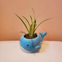 Blue Whale Planter with Live Spider Plant, Houseplant in Ceramic Plant Pot image 1