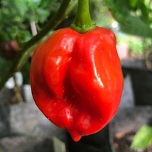 Habanero Caribbean Red Capsicum Chinense Seeds Fresh Seeds USA Seller - £9.88 GBP