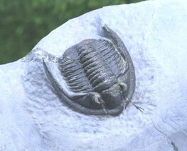 Trilobite  Diademaproetustrilobite fossil Devonian trilobite from morocco - $64.35