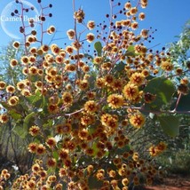 NEW Acacia Inaequilatera Camel Bush Ornamental Plants, 2 seeds, light up... - £9.01 GBP