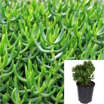 SEPTH Crassula Miniature Pine Tree Jade Plant Crassula Tetragona 1 Gallon Pot Li - $14.99