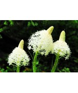 BRN Bear Grass Seeds For Planting 50 Seeds Xerophyllum Tenax Exotic Flow... - $363.88 MXN