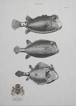 Wall Art Print Poissions Inspired by an Original from Circa 1837 Fish 39x54 - £476.93 GBP
