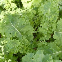 Improved Siberian Kale Seeds Heirloom Garden Vegetable Greens Non-GMO Healthy - $1.67+