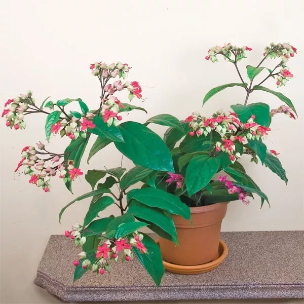 RAFH 15 Seeds Bleeding Heart Vine House Plant Garden Flowers USA Selle - £8.13 GBP