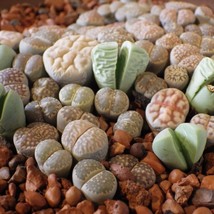 Living Stone Seeds - Lithops Dinteri Multipunctata, 10 Pack, Ideal for DIY Home  - £7.63 GBP