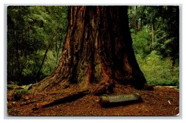 Father of the Forest Tree Big Basin Redwood State Park CA Chrome Postcard V2 - £2.35 GBP