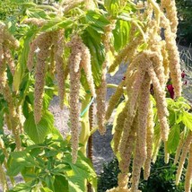 White Amaranth Chowlai Katwa Danta Seeds Traditional Variety Perfect Edible Gard - £11.01 GBP